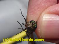 /home//u458753944/public_html/sourcegallery///////////////////////Insects and small critters/flies (Diptera)/P1070138.JPG